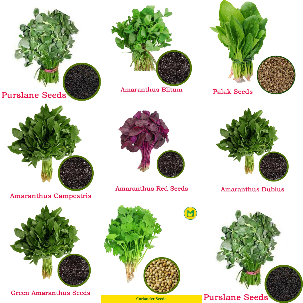 Spinach Seed Combo (Leafy Greens Mix)