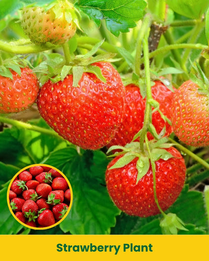 Strawberry Plant