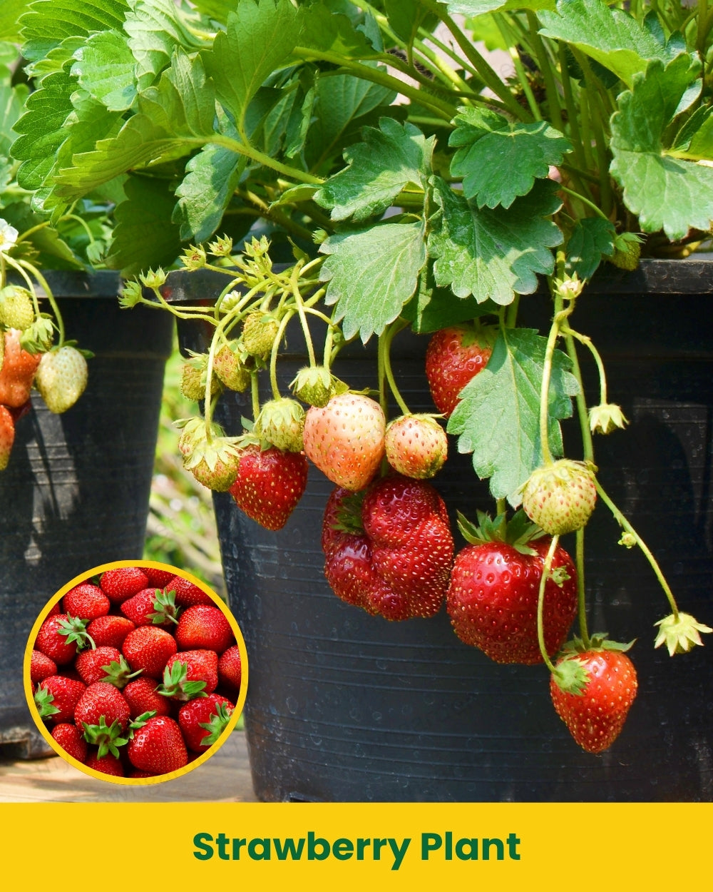 Strawberry Plant