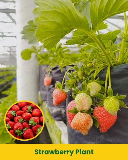 Strawberry Plant