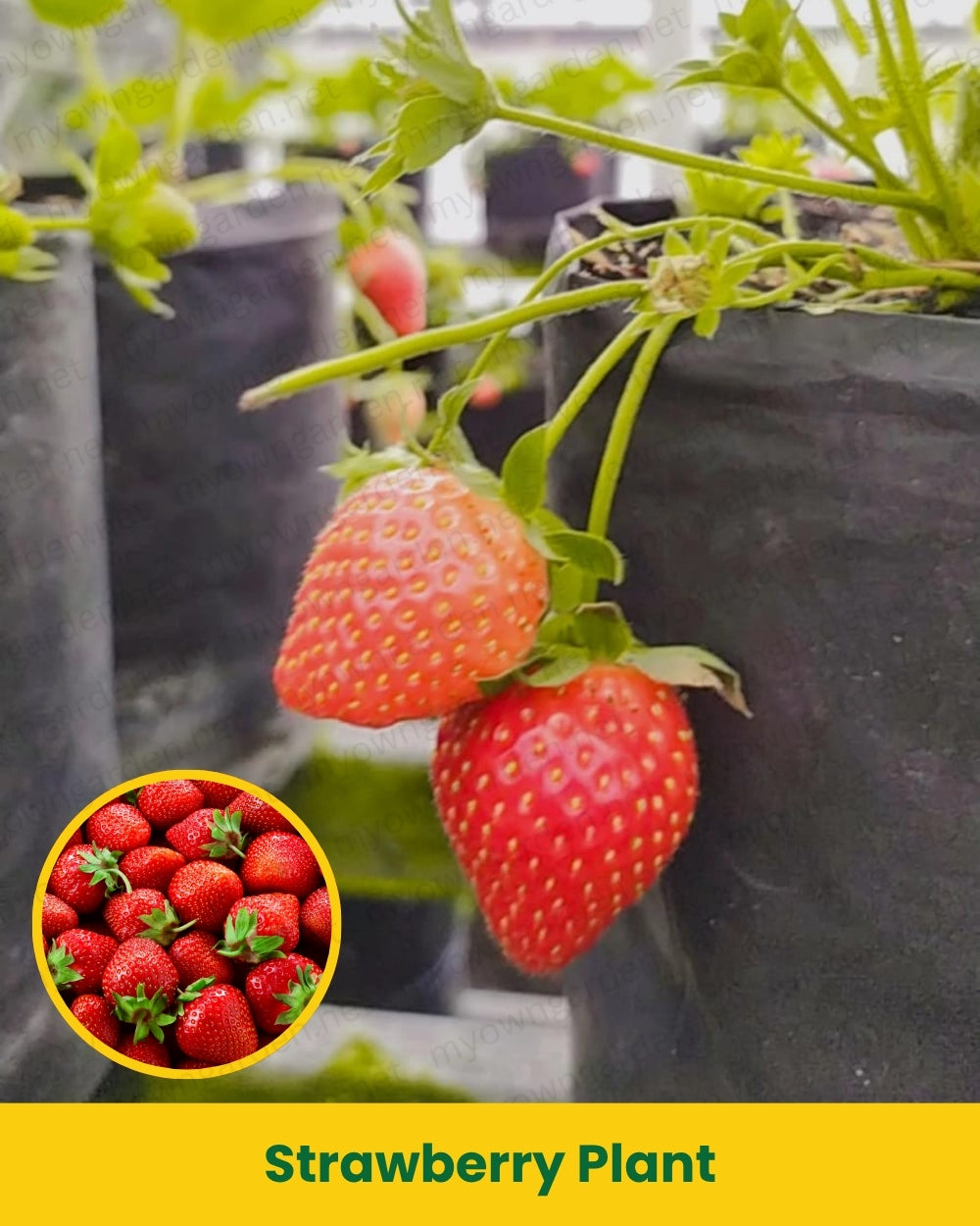 Strawberry Plant
