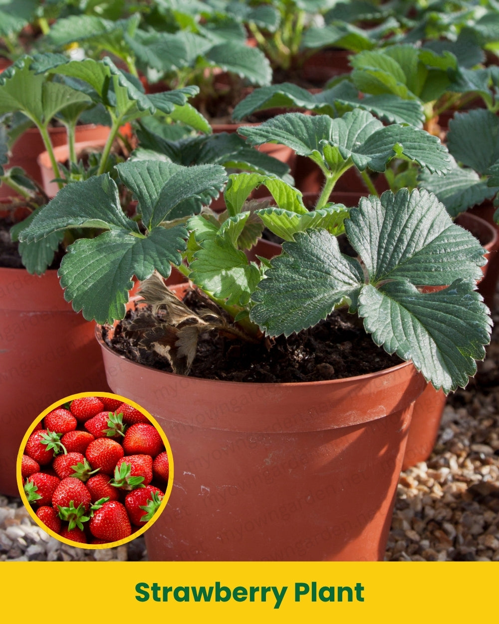 Strawberry Plant