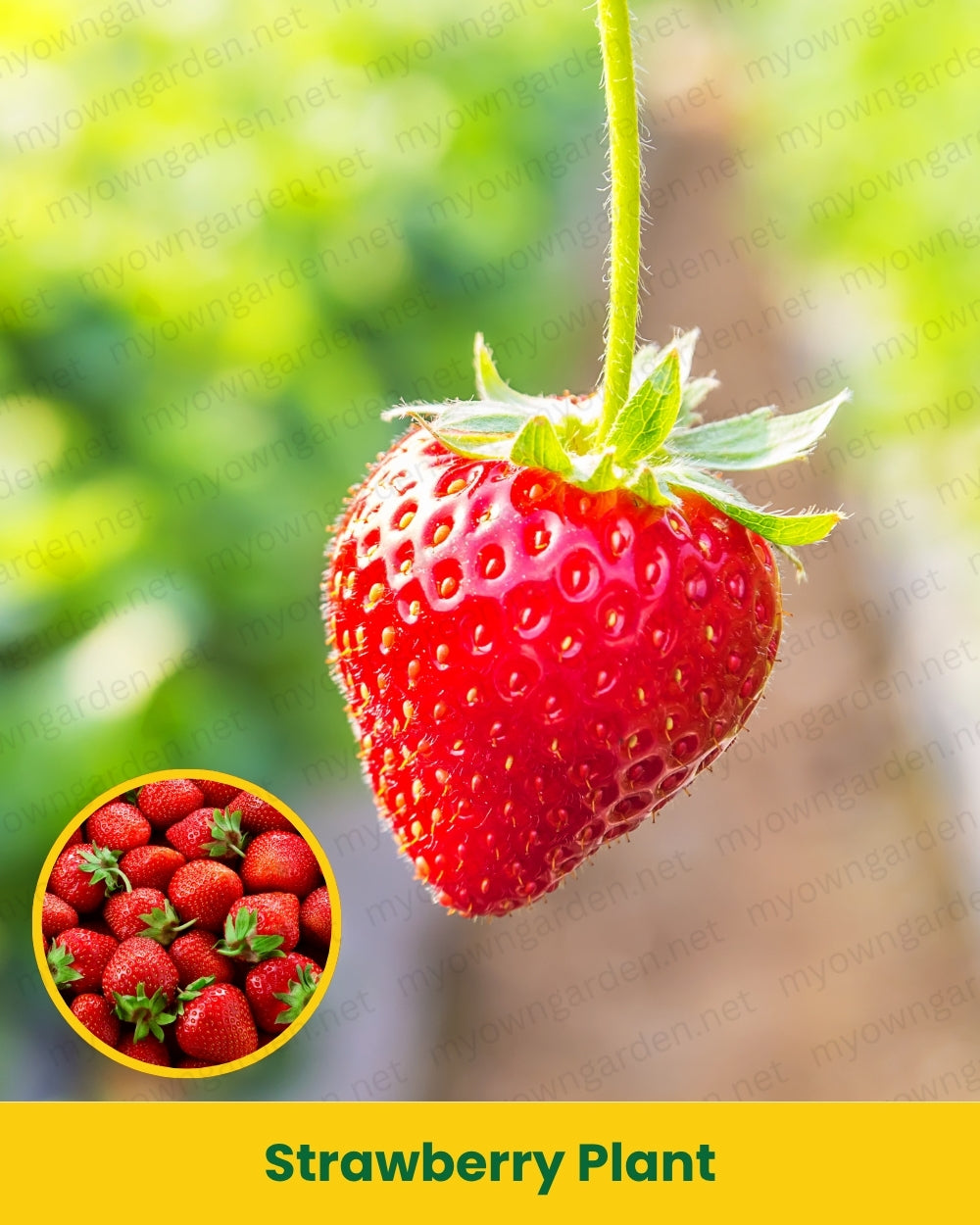 Strawberry Plant