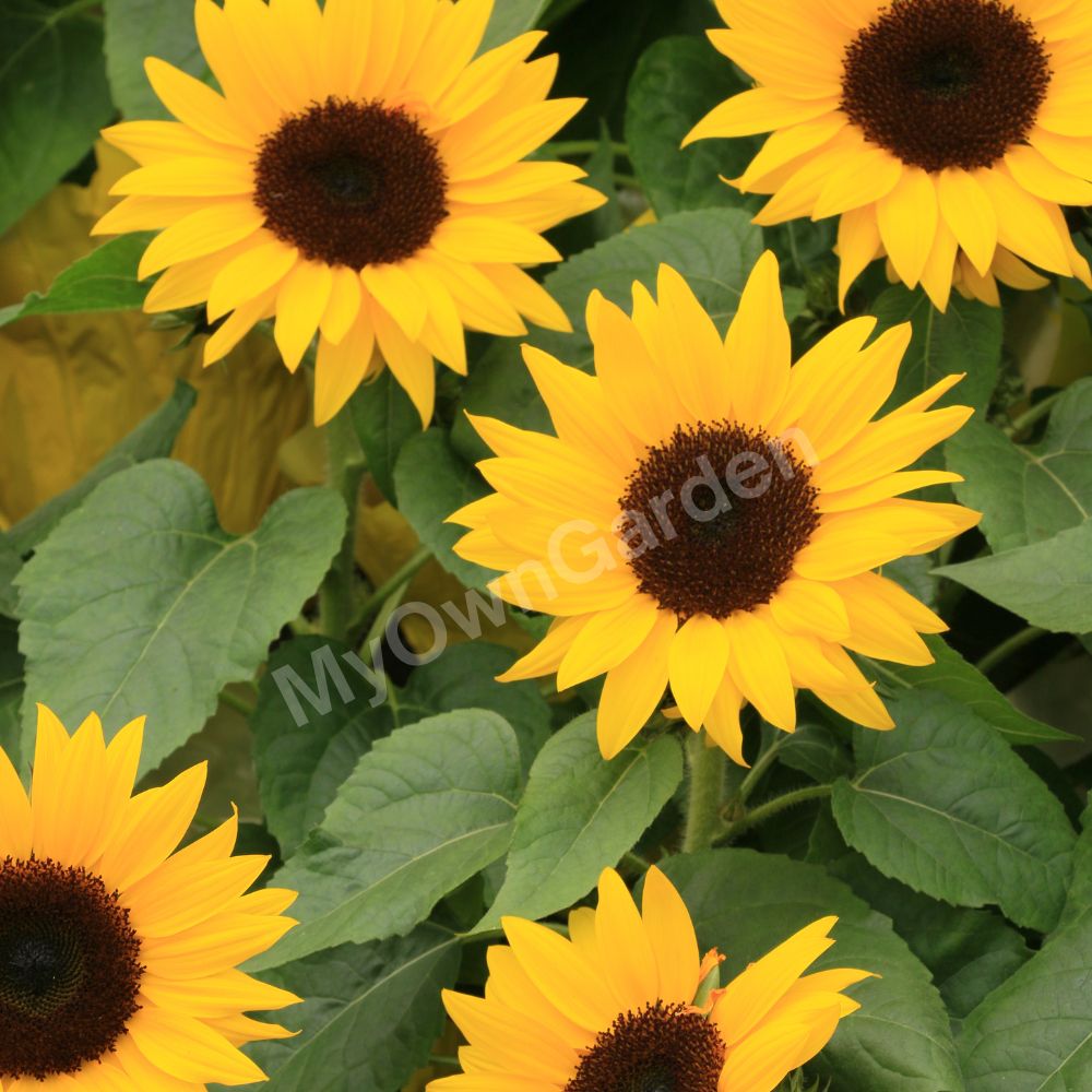 Sunflower Miniature Seeds