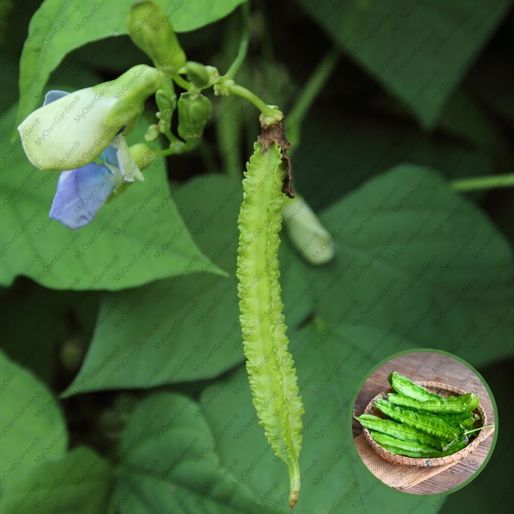 Winged Beans Seeds - Siragu Avarai Seeds (சிறகு அவரை விதை)