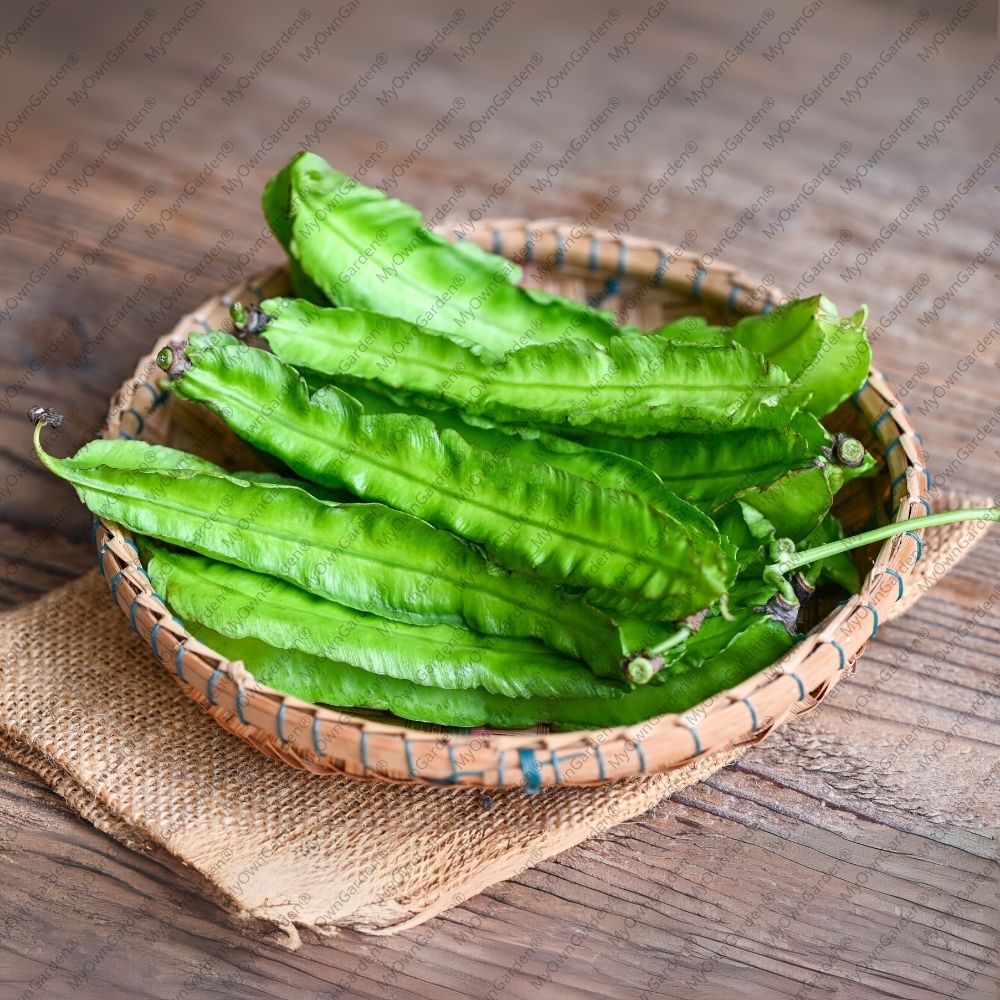Winged Beans Seeds - Siragu Avarai Seeds (சிறகு அவரை விதை)