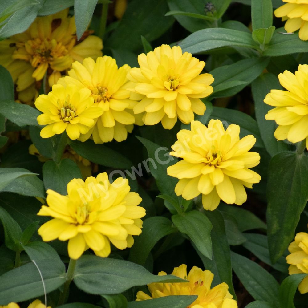 Zinnia - Yellow IMP Seeds