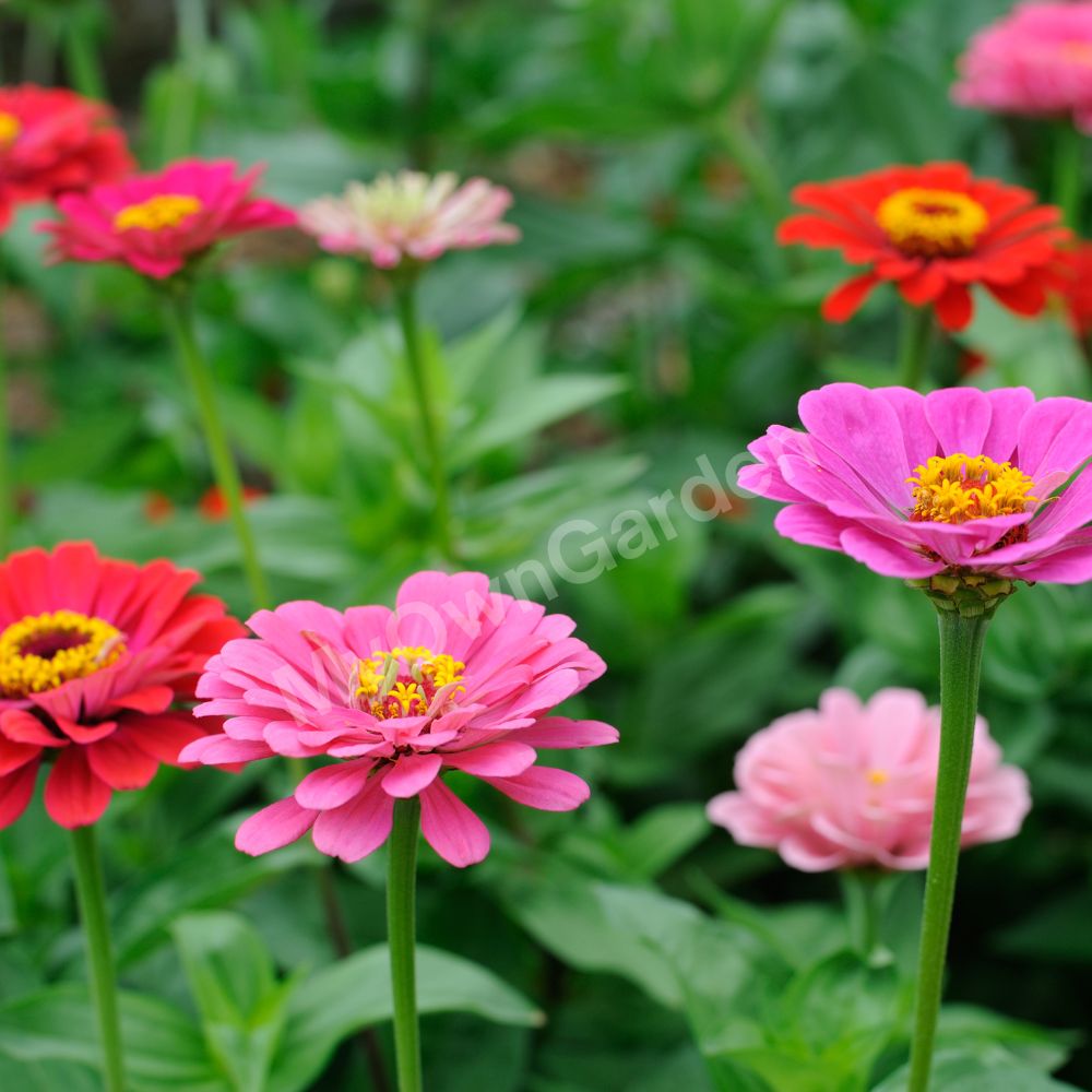 Zinnia Seeds - Mixed Color