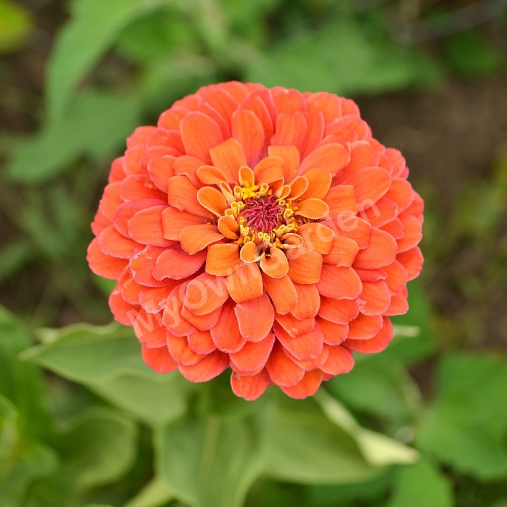 Zinnia Seeds Orange IMP