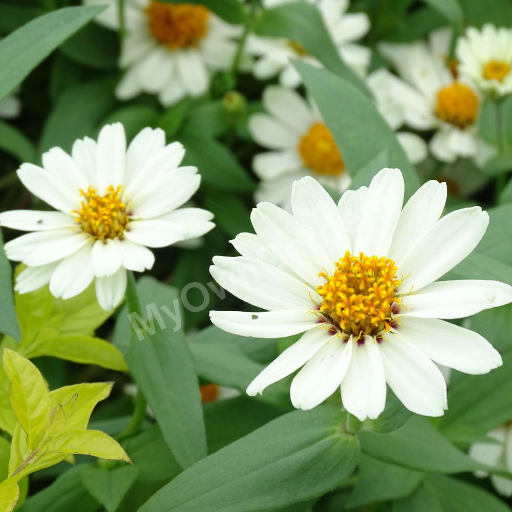 Zinnia Seeds White IMP